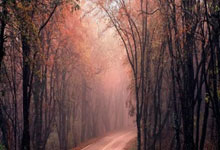 苟仲文被判死缓：政坛风云人物的人生转折